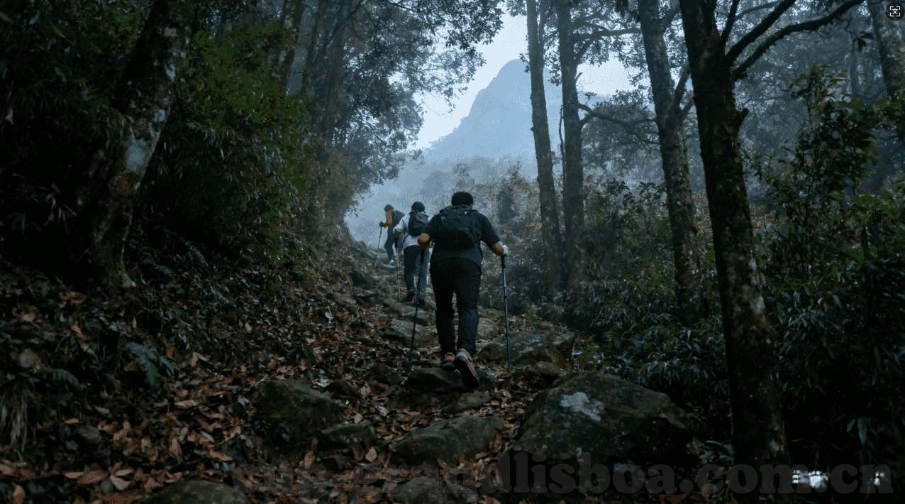 世界杯平台比分-世界杯平台比分，实时互动与数据驱动观赛新体验